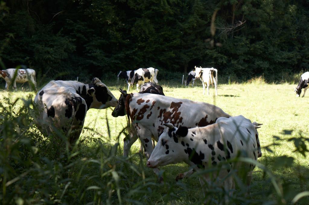 Maischeider Hof Kleinmaischeid Exteriér fotografie